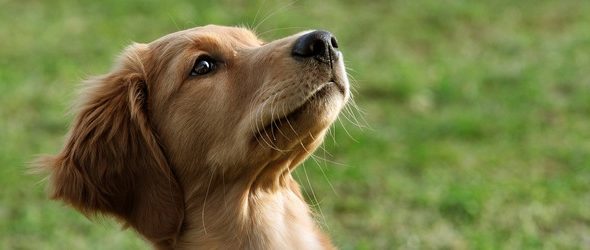 Education canine dans le canton de Vaud - Cours obligatoires pour les propriétaires de chien - Programme des cours d’éducation canine région Lausanne / Morges