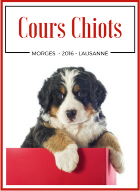 Cours obligatoires - Cours obligatoires propriétaires de chien Cours obligatoires - Cours obligatoires propriétaires de chien