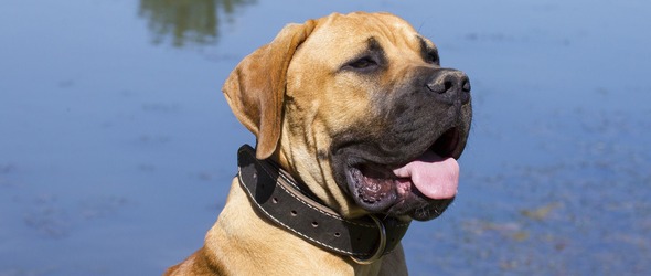 La responsabilité civile du détenteur de chien - Quelle est l'étendue de la responsabilité du détenteur ou propriétaire d'un chien
