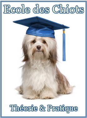 Education Canine - Ecole Des Chiots - Cours-Chiot - Classe Chiots - Education chiot