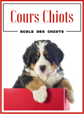 Education Canine - Ecole Des Chiots - Cours-Chiot - Classe Chiots - Education chiot