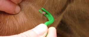 Tiques encephalite tique borreliose Lyme chien piroplasmose Education canine vaud Morges Lausanne