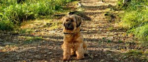 Tiques chiens Vaud Lausanne Morges Montreux Protection Vaccin