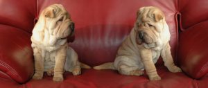 chien-sharpei-en-voyage-pays-etranger